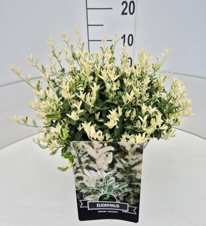 Euonymus fortunei 'Harlequin' - afbeelding 3