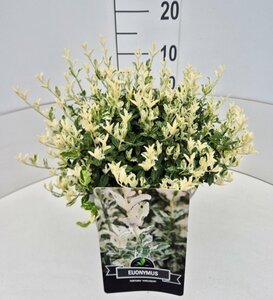 Euonymus fortunei 'Harlequin' - afbeelding 3