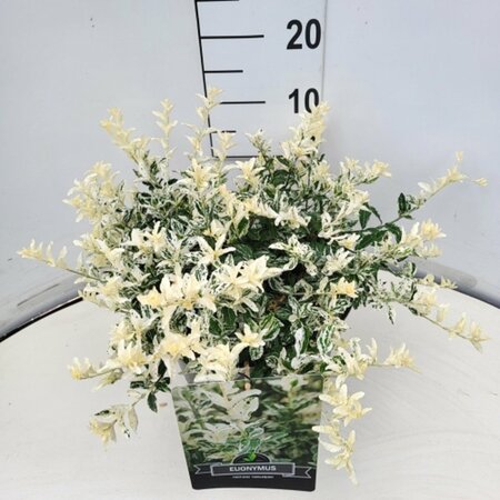 Euonymus fortunei 'Harlequin' - afbeelding 12