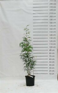 Fargesia robusta 'Pingwu'