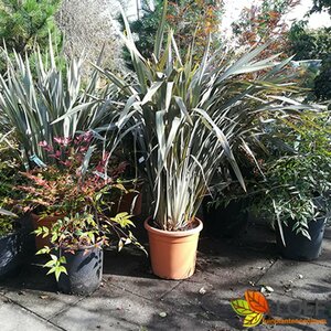 Phormium 'Bronze Baby'