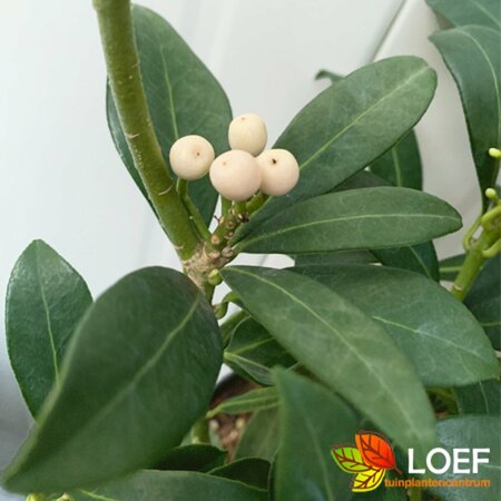 Skimmia japonica 'Kew White' - afbeelding 1