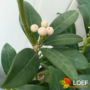 Skimmia japonica 'Kew White'