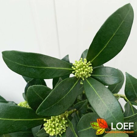 Skimmia japonica 'Kew White' - afbeelding 2