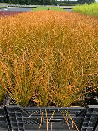 Carex testacea 'Prairie Fire' C2.5 - afbeelding 4