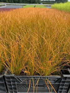 Carex testacea 'Prairie Fire' C2.5 - afbeelding 4