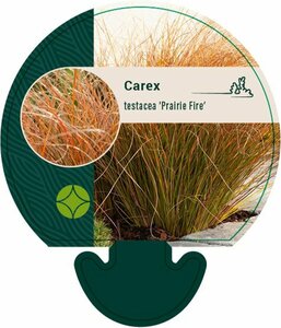 Carex testacea 'Prairie Fire' C2.5 - afbeelding 2