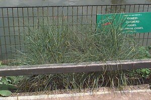 Miscanthus sinensis 'Kleine Silbersp.' C6.5