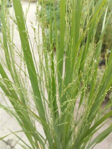 Panicum virgatum 'Northwind' C12