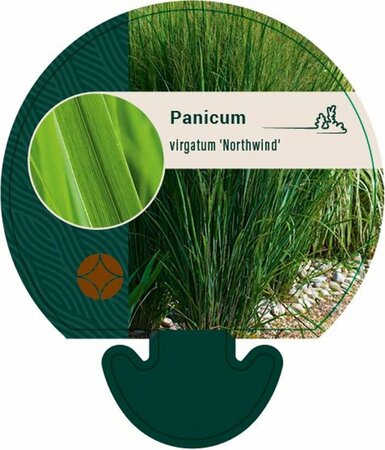 Panicum virgatum 'Northwind' C12 - afbeelding 5
