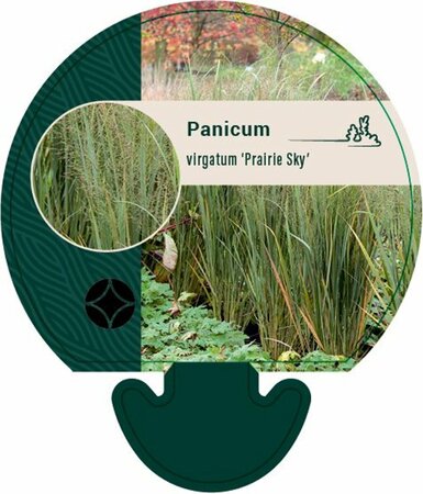 Panicum virgatum 'Prairie Sky' C12 - afbeelding 1