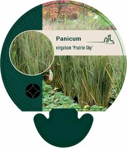 Panicum virgatum 'Prairie Sky' C12
