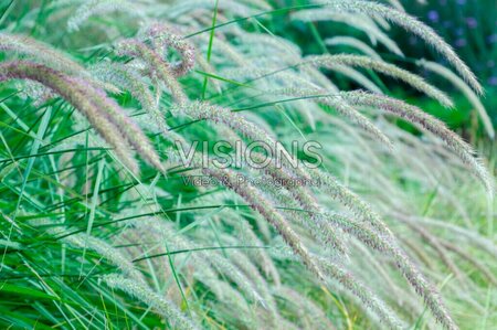 Pennisetum orientale 'Fairy Tails' C12