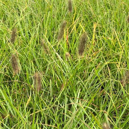 Pennisetum alopecuroides 'Moudry' - afbeelding 2