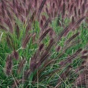 Pennisetum alopecuroides 'Moudry' - afbeelding 3