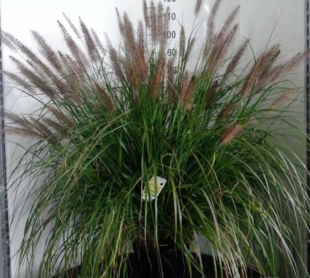 Pennisetum alopecuroides 'Moudry' - afbeelding 4