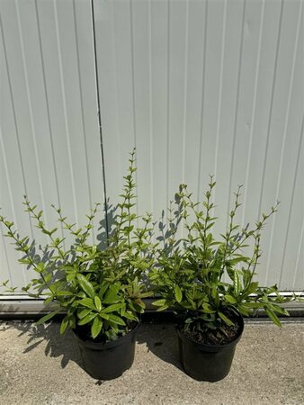 Berberis julianae - afbeelding 3