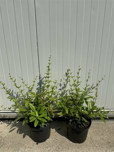 Berberis julianae - afbeelding 3