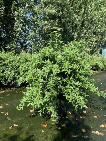 Berberis julianae - afbeelding 2