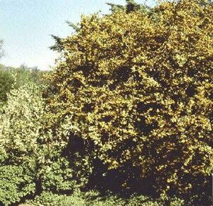 Berberis julianae
