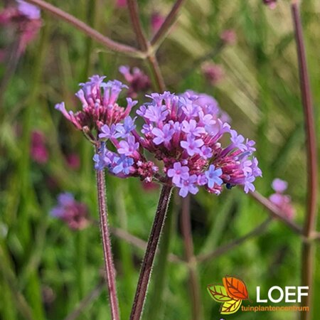 Verbena bonariensis C2.5 - afbeelding 1