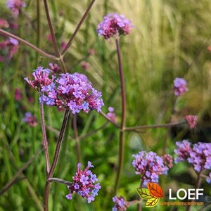 Verbena bonariensis C2.5 - afbeelding 13