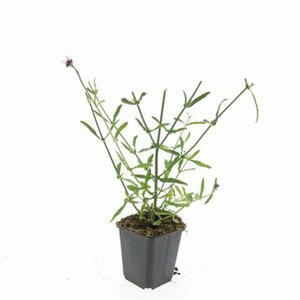 Verbena bonariensis C2.5 - afbeelding 2