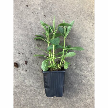 Verbena bonariensis C2.5 - afbeelding 8