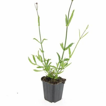 Verbena bonariensis C2.5 - afbeelding 5