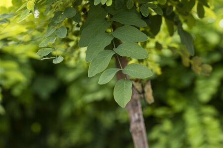 Robinia pseudoacacia 'Umbraculifera' - afbeelding 1
