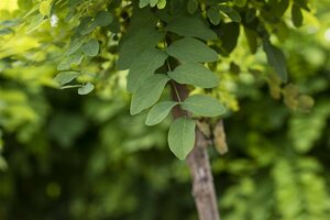 Robinia pseudoacacia 'Umbraculifera'