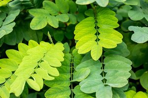 Robinia pseudoacacia 'Umbraculifera' - afbeelding 2