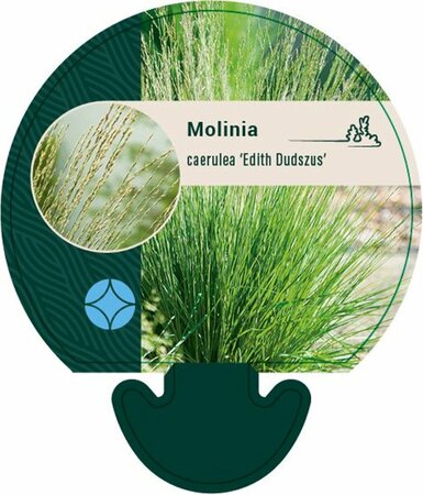 Molinia caerulea 'Edith Dudszus' P9 - afbeelding 1