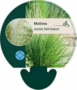 Molinia caerulea 'Edith Dudszus' P9