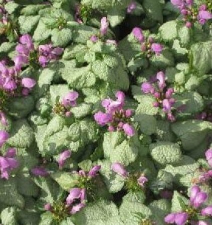 Lamium maculatum 'Red Nancy' P9 - afbeelding 1