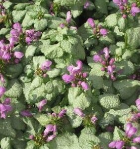 Lamium maculatum 'Red Nancy' P9