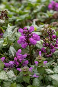 Lamium maculatum 'Red Nancy' P9 - afbeelding 2