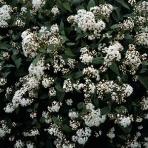 Eupatorium rugosum 'Chocolate' P9