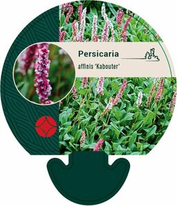 Persicaria affinis 'Kabouter' P9 - afbeelding 4