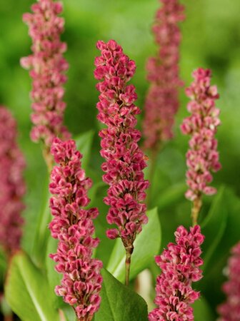 Persicaria affinis 'Kabouter' P9 - afbeelding 6