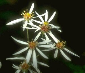Aster divaricatus P9