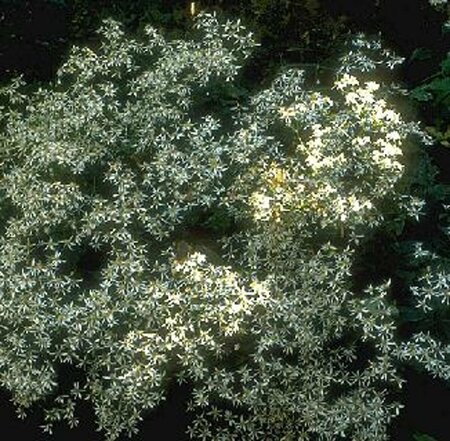 Aster divaricatus P9 - afbeelding 9