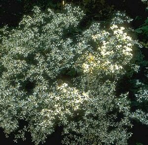 Aster divaricatus P9 - afbeelding 9