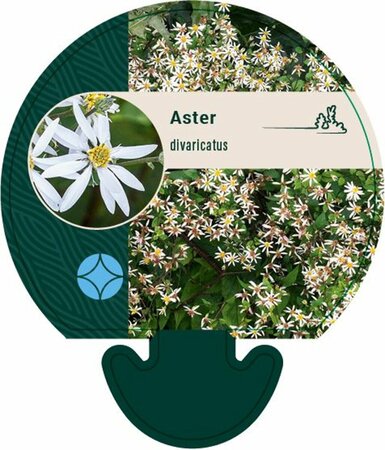Aster divaricatus P9 - afbeelding 6