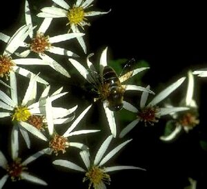 Aster divaricatus P9 - afbeelding 8