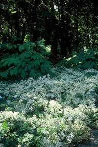 Aster divaricatus P9 - afbeelding 7