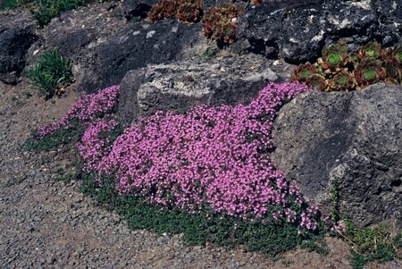 Thymus praecox 'Coccineus' P9 - afbeelding 3