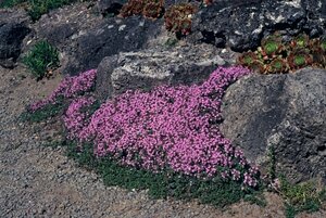 Thymus praecox 'Coccineus' P9