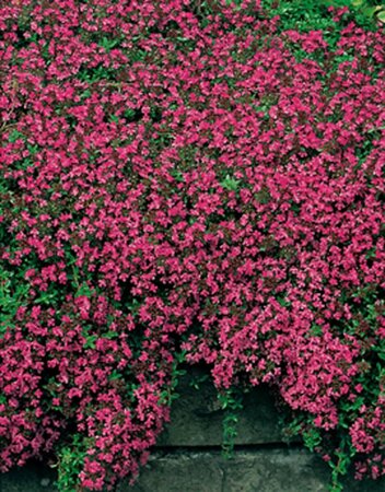 Thymus praecox 'Coccineus' P9 - afbeelding 1
