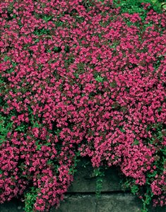 Thymus praecox 'Coccineus' P9 - afbeelding 1